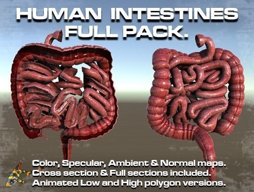 Human Intestines Full Pack Low-poly 3D model_0