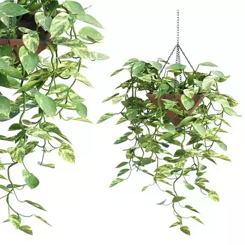 Golden Pothos Vol 314 3D model