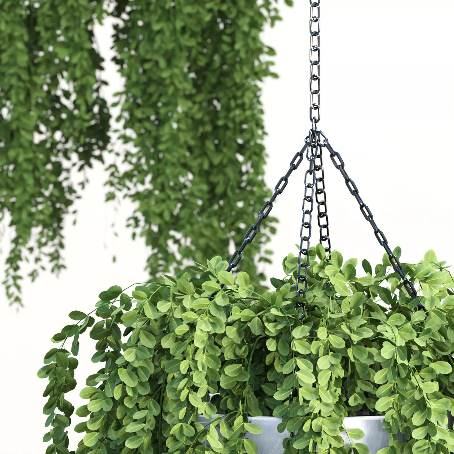 Hanging Plants Vol 315 3D model_1