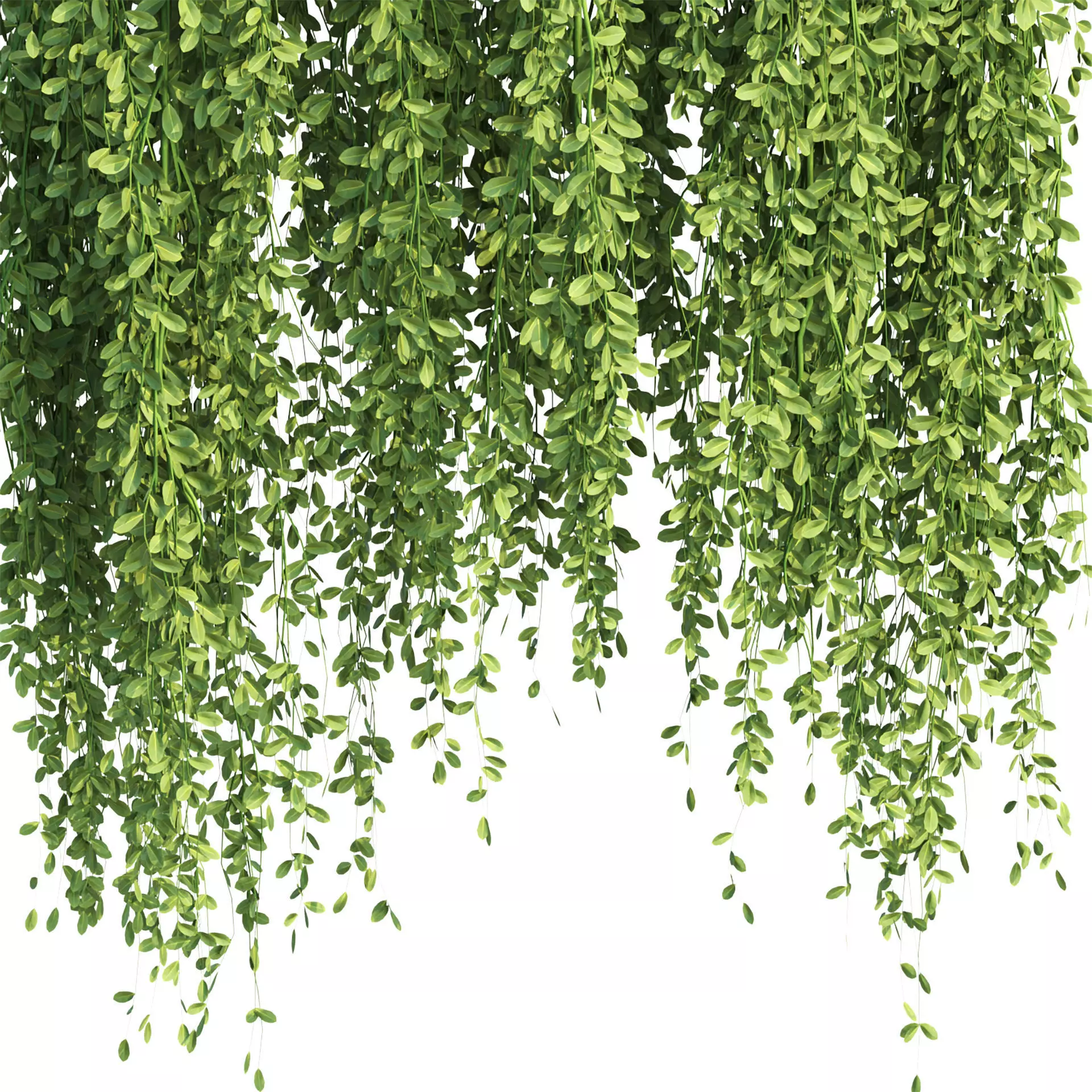 Hanging Plants Vol 315 3D model_5