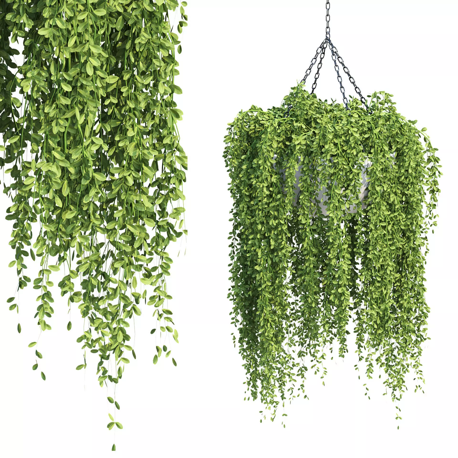 Hanging Plants Vol 315 3D model_3