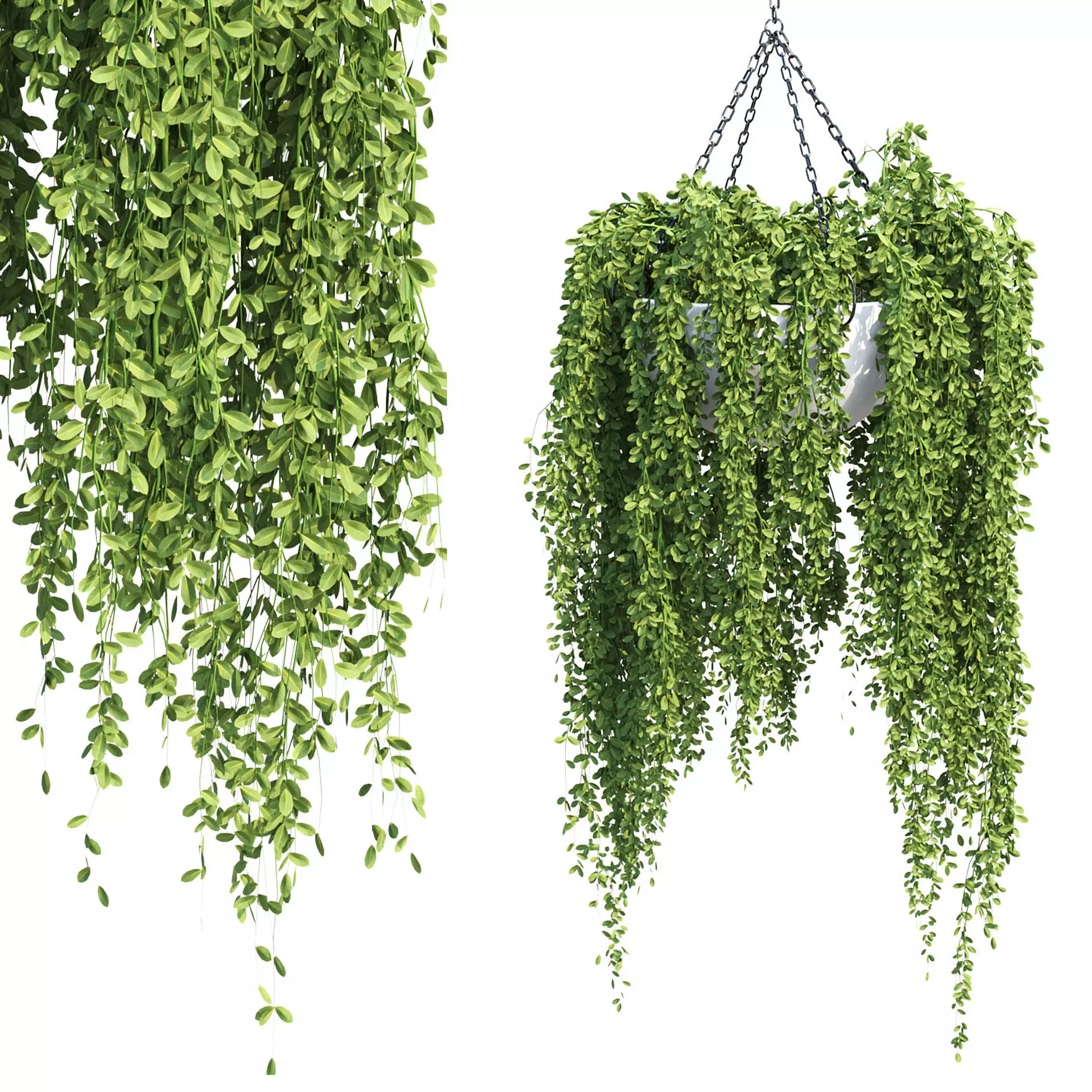 Hanging Plants Vol 315 3D model_2