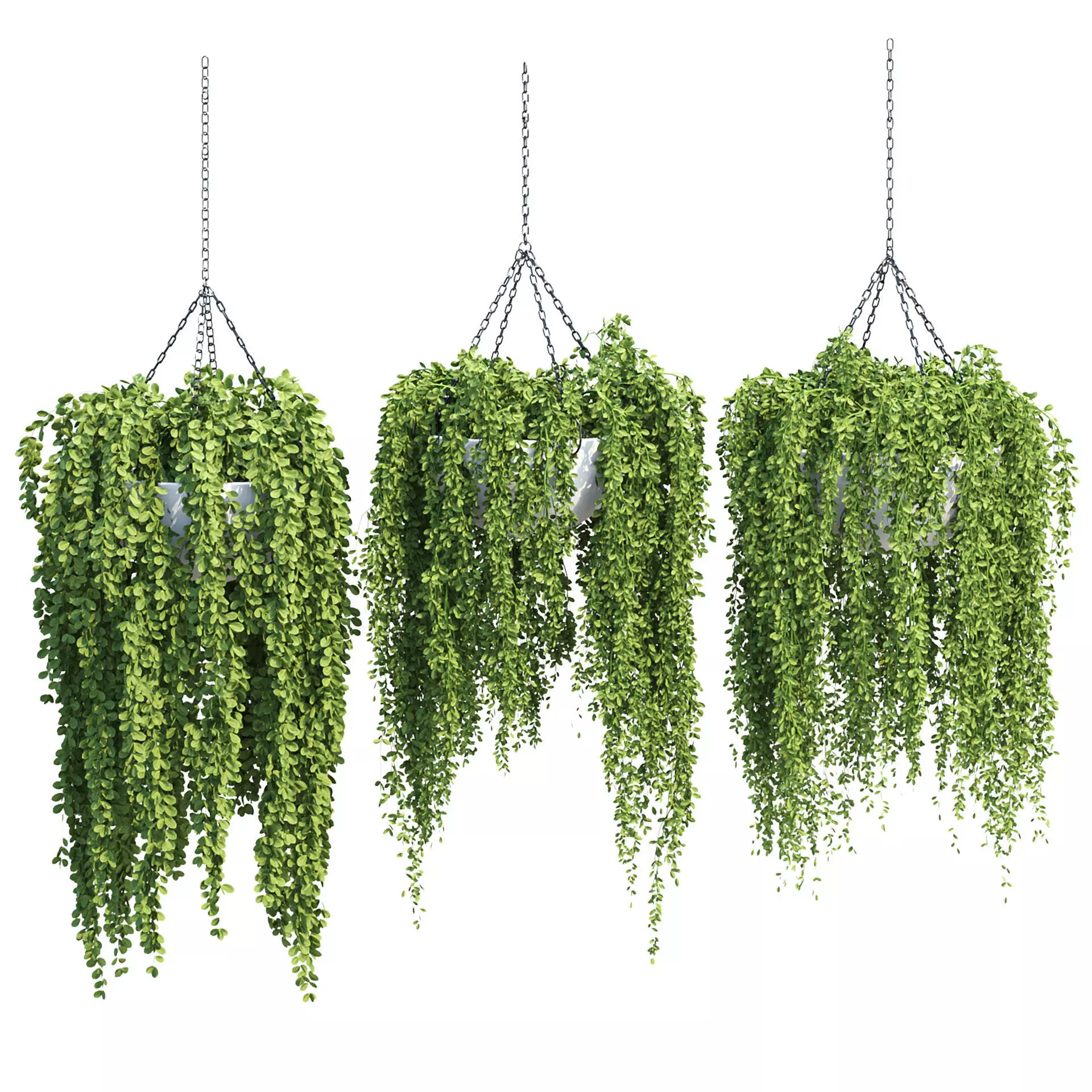 Hanging Plants Vol 315 3D model_0