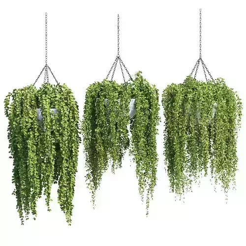Hanging Plants Vol 315