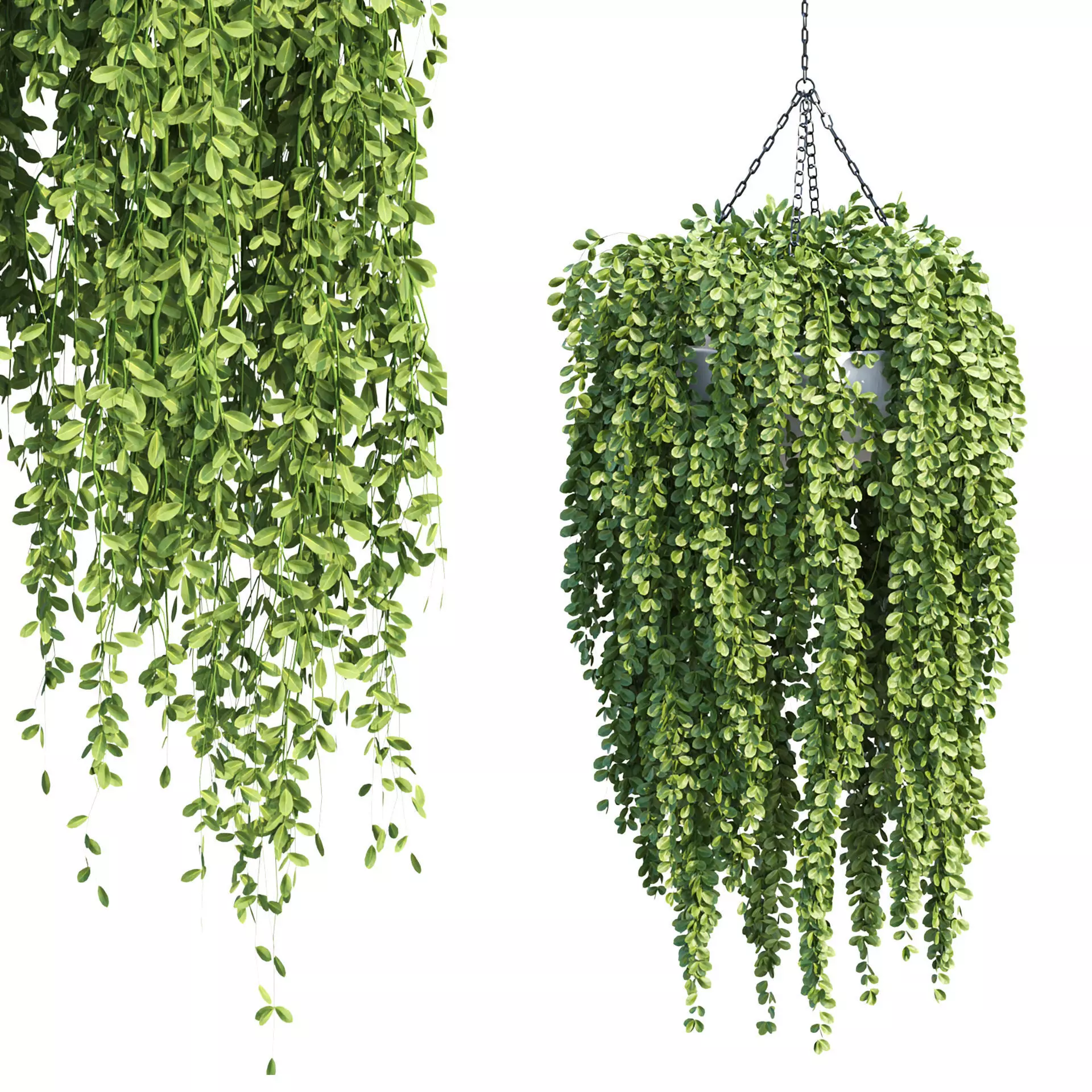 Hanging Plants Vol 315 3D model_4