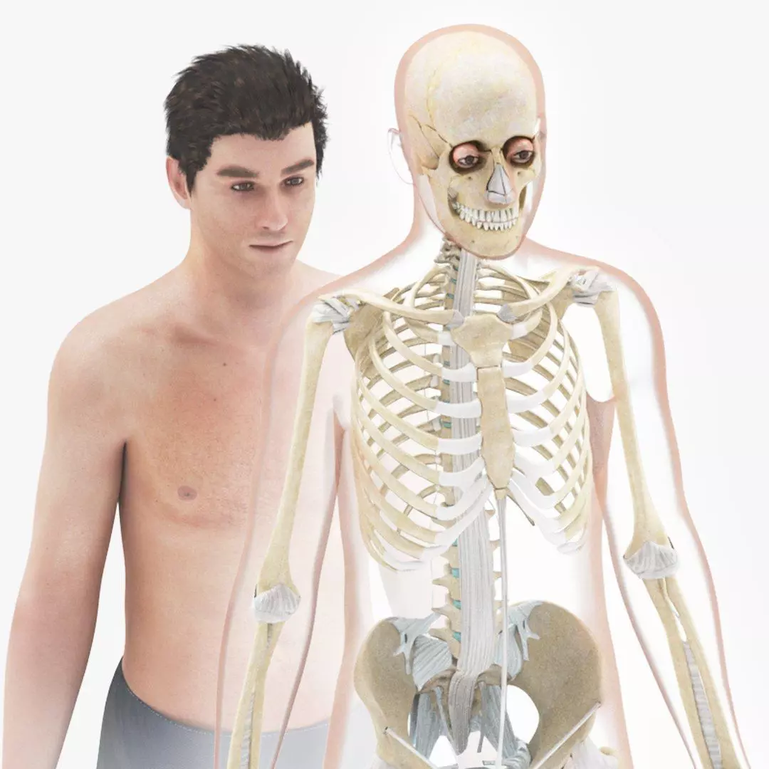Complete Human Anatomy 3D model_1