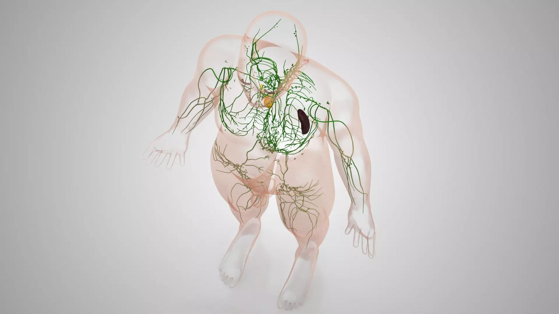 Complete Human Anatomy 3D model_62