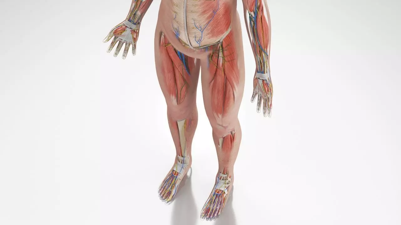 Complete Human Anatomy 3D model_42