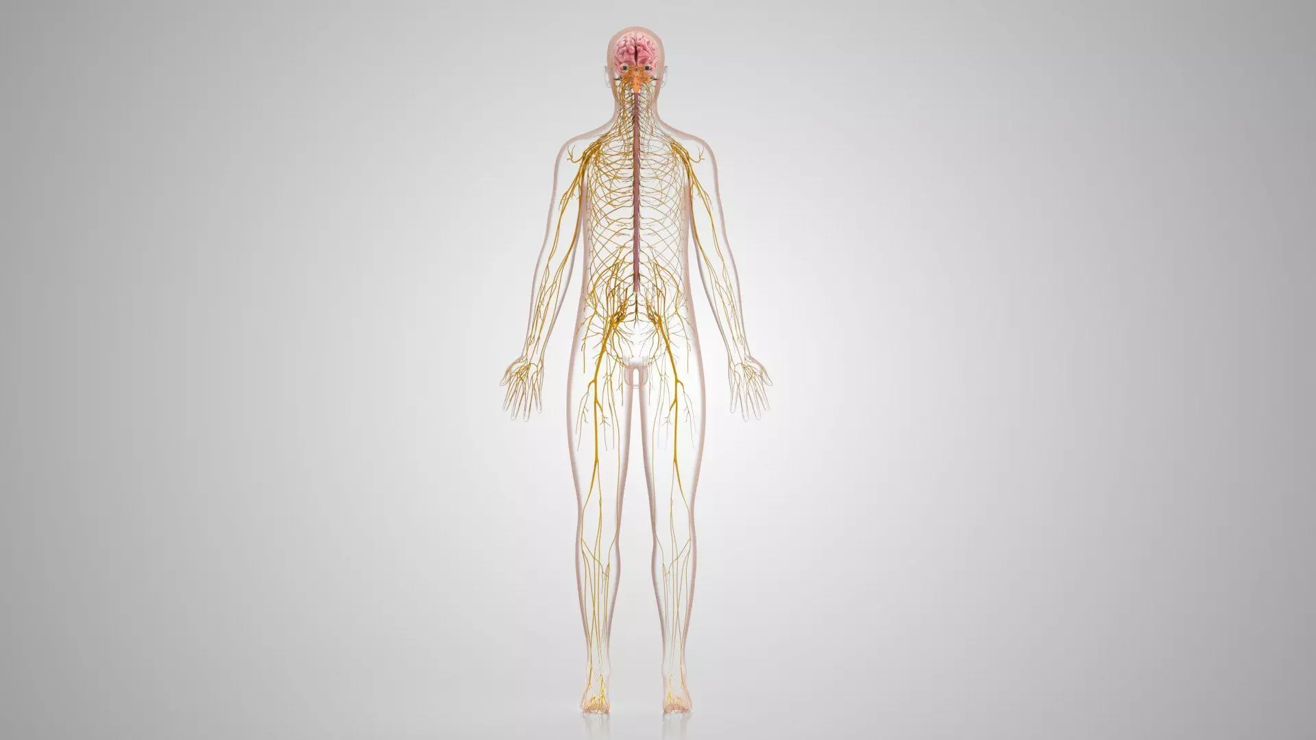 Complete Human Anatomy 3D model_58