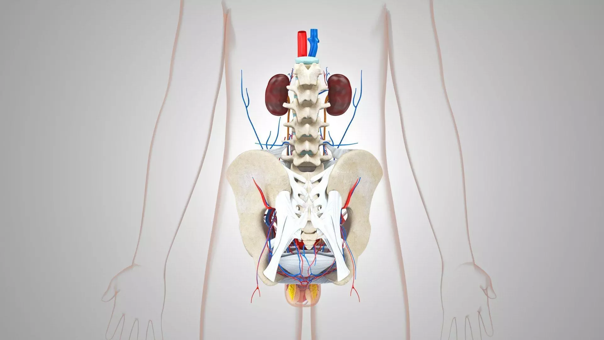 Complete Human Anatomy 3D model_27