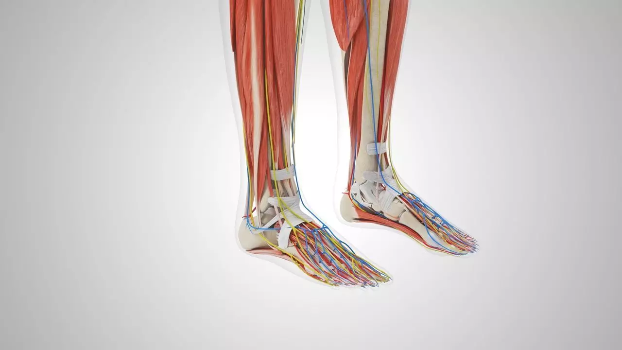 Complete Human Anatomy 3D model_37