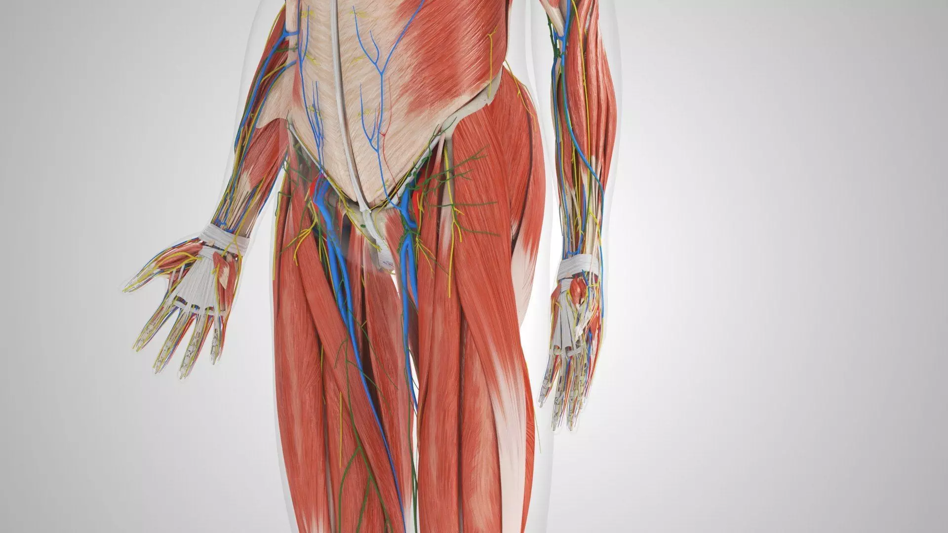 Complete Human Anatomy 3D model_50