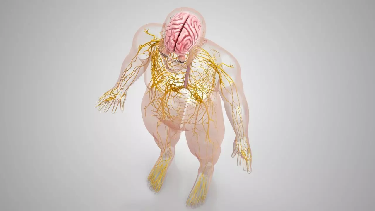 Complete Human Anatomy 3D model_59