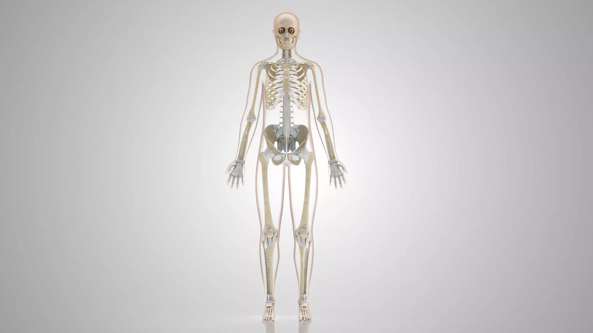 Complete Human Anatomy 3D model_70