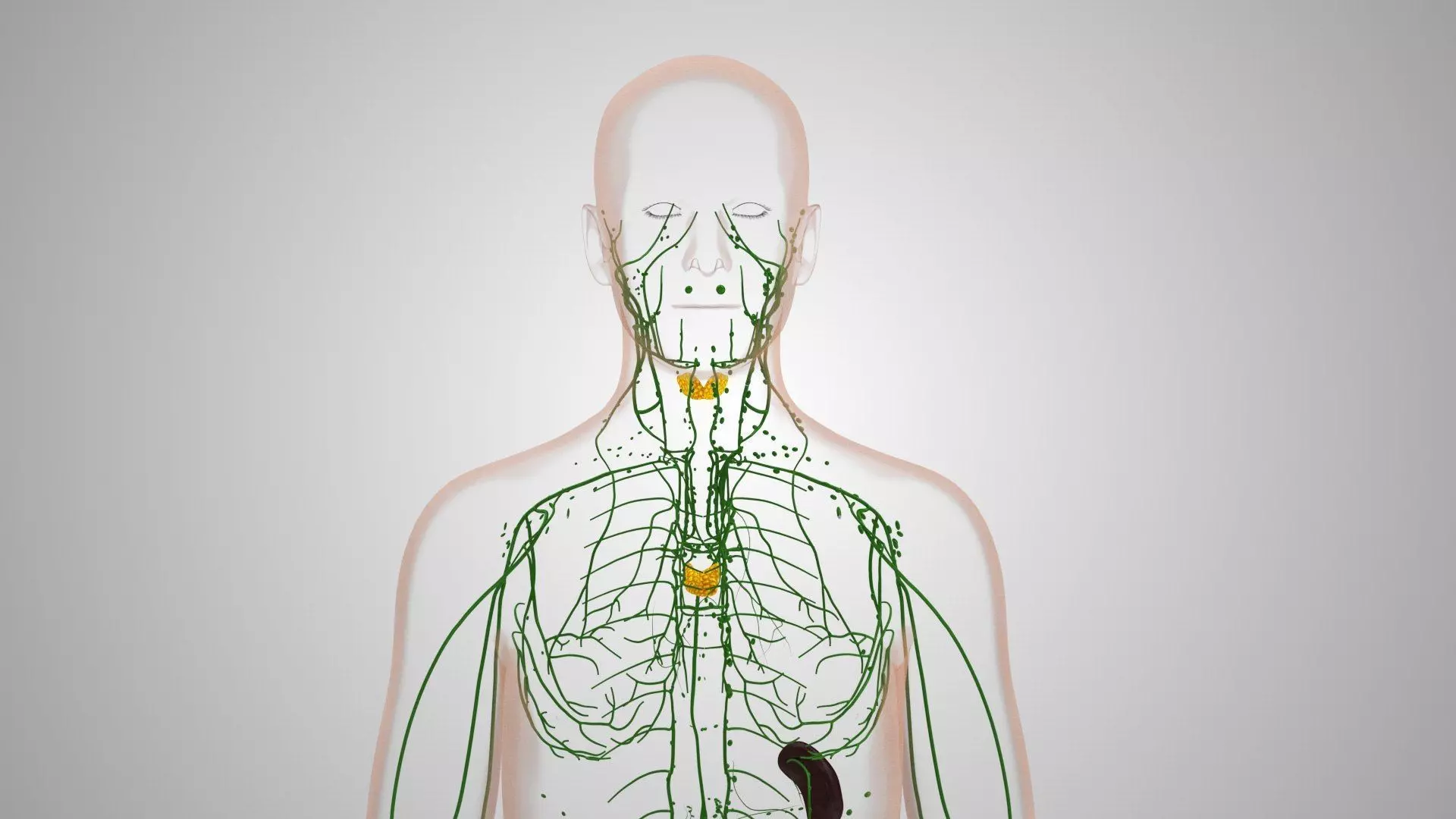 Complete Human Anatomy 3D model_64