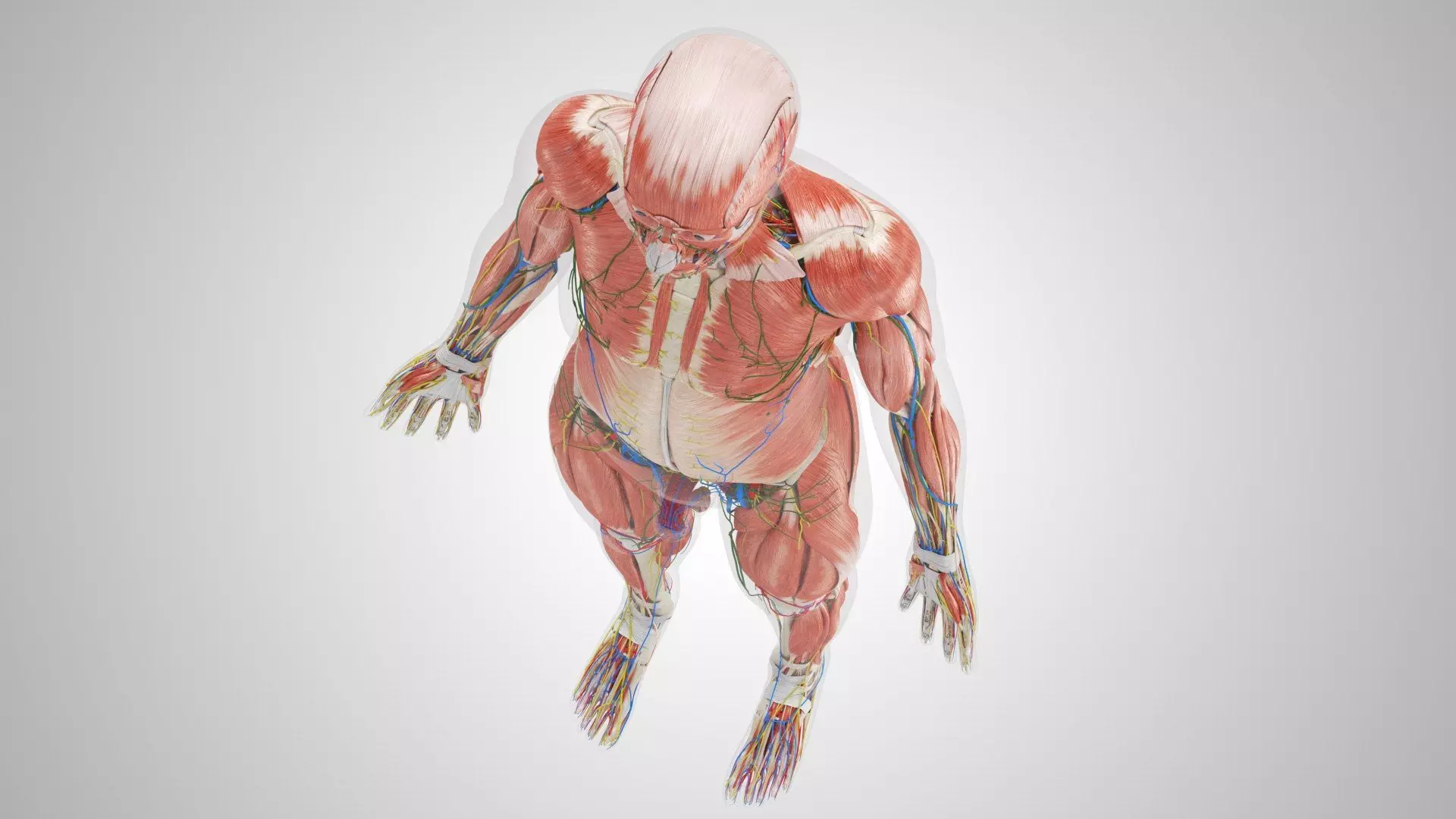 Complete Human Anatomy 3D model_47