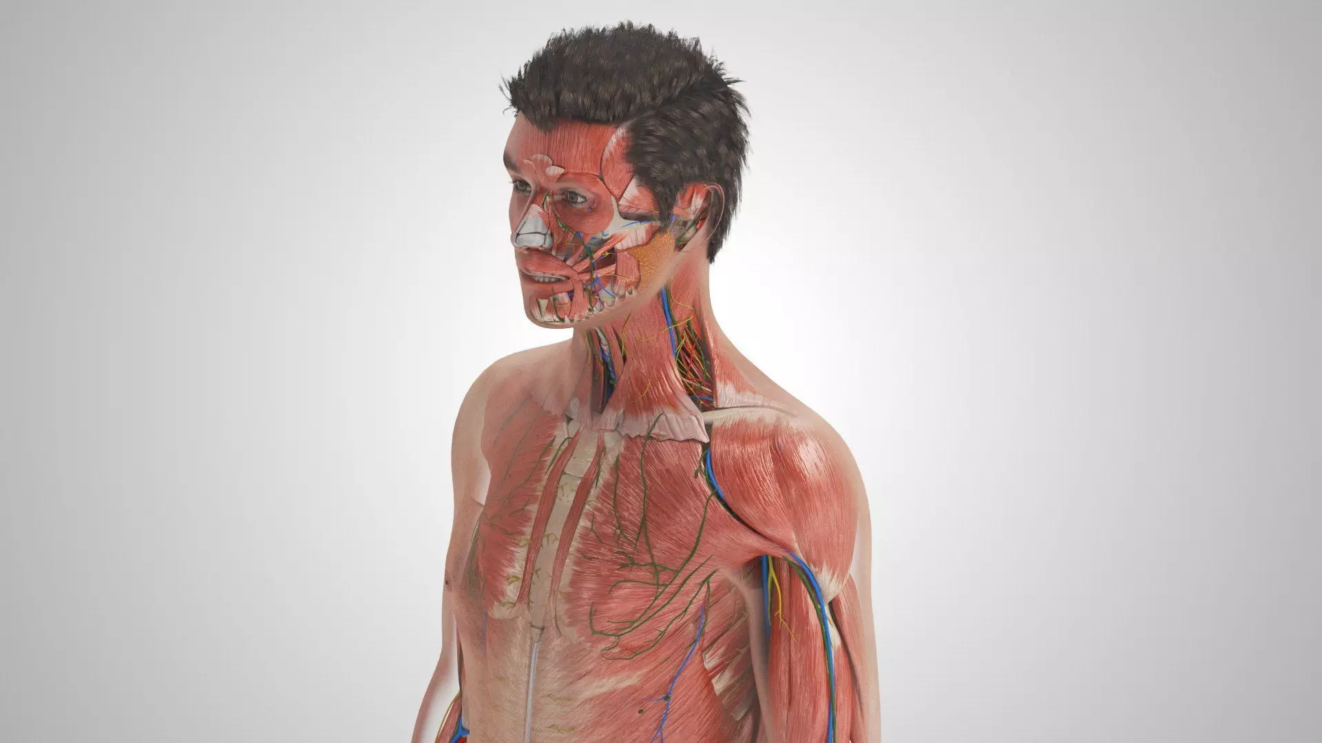 Complete Human Anatomy 3D model_39