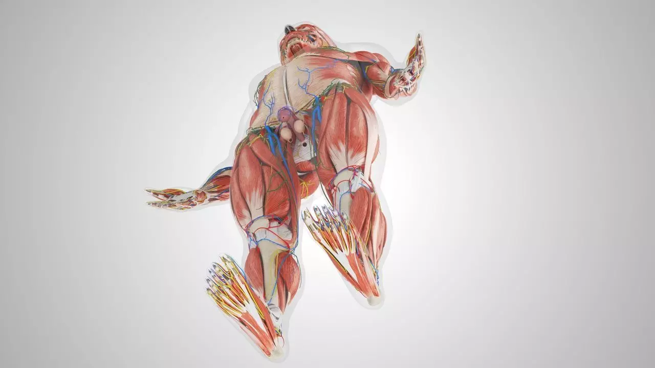 Complete Human Anatomy 3D model_49