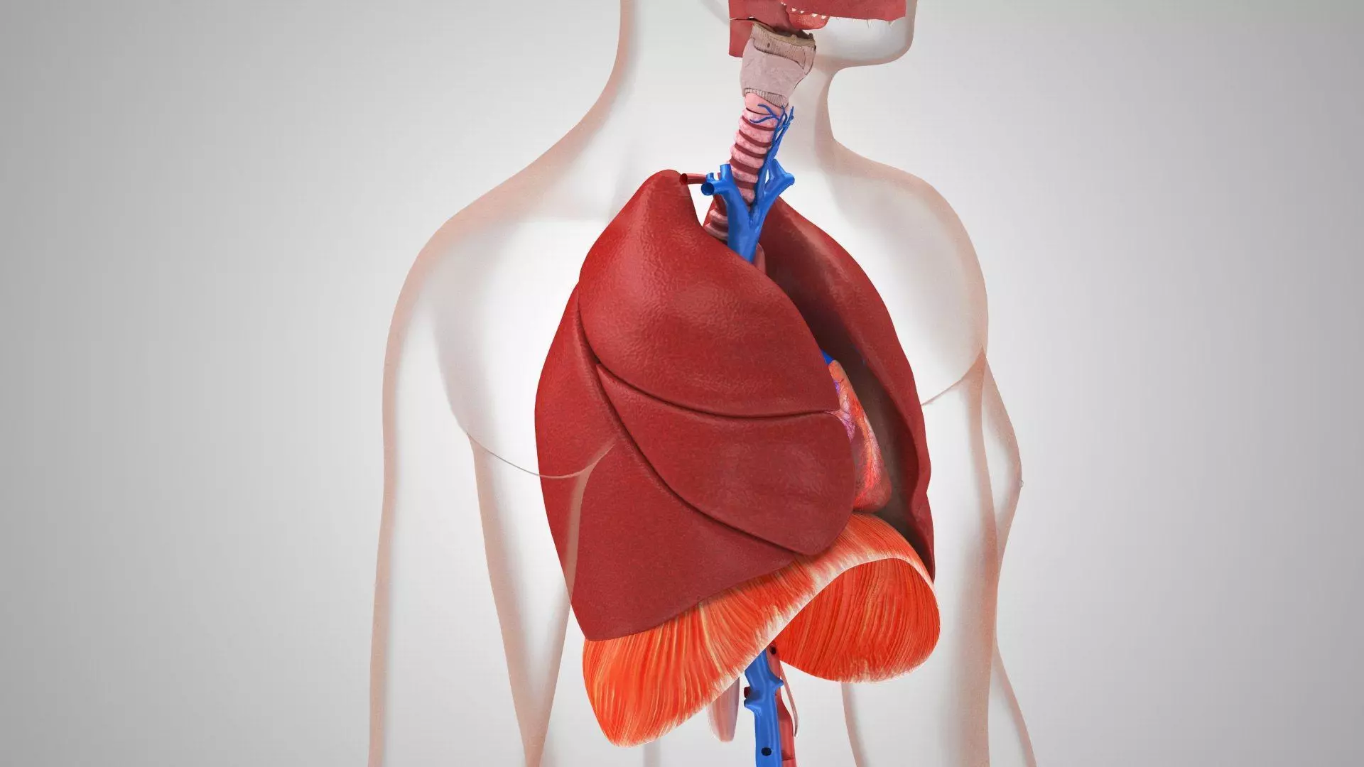 Complete Human Anatomy 3D model_18