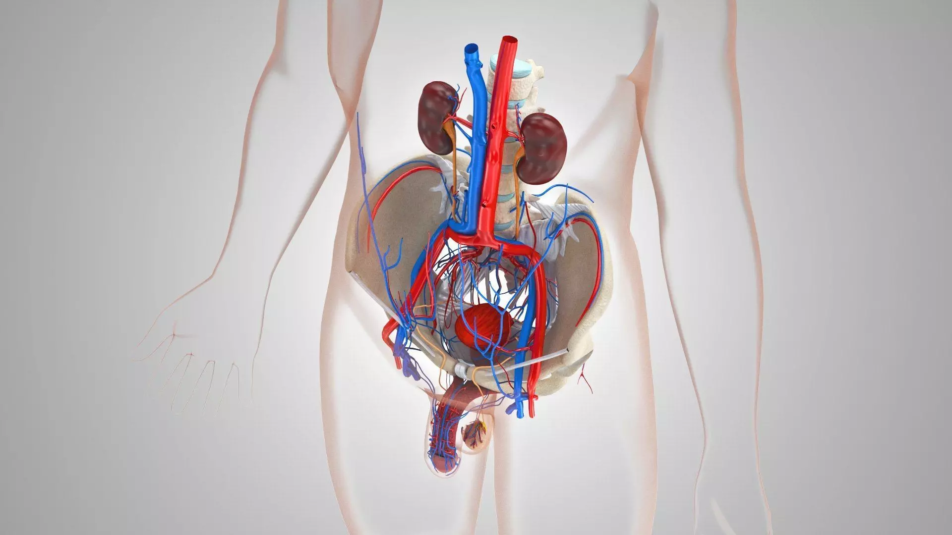 Complete Human Anatomy 3D model_25