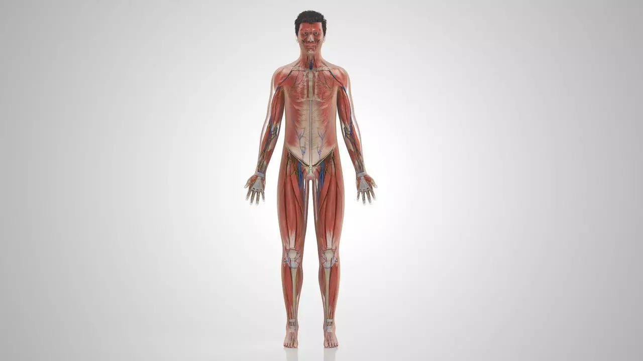 Complete Human Anatomy 3D model_34
