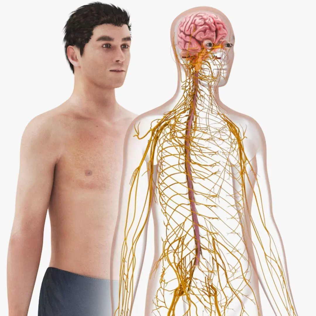 Complete Human Anatomy 3D model_53