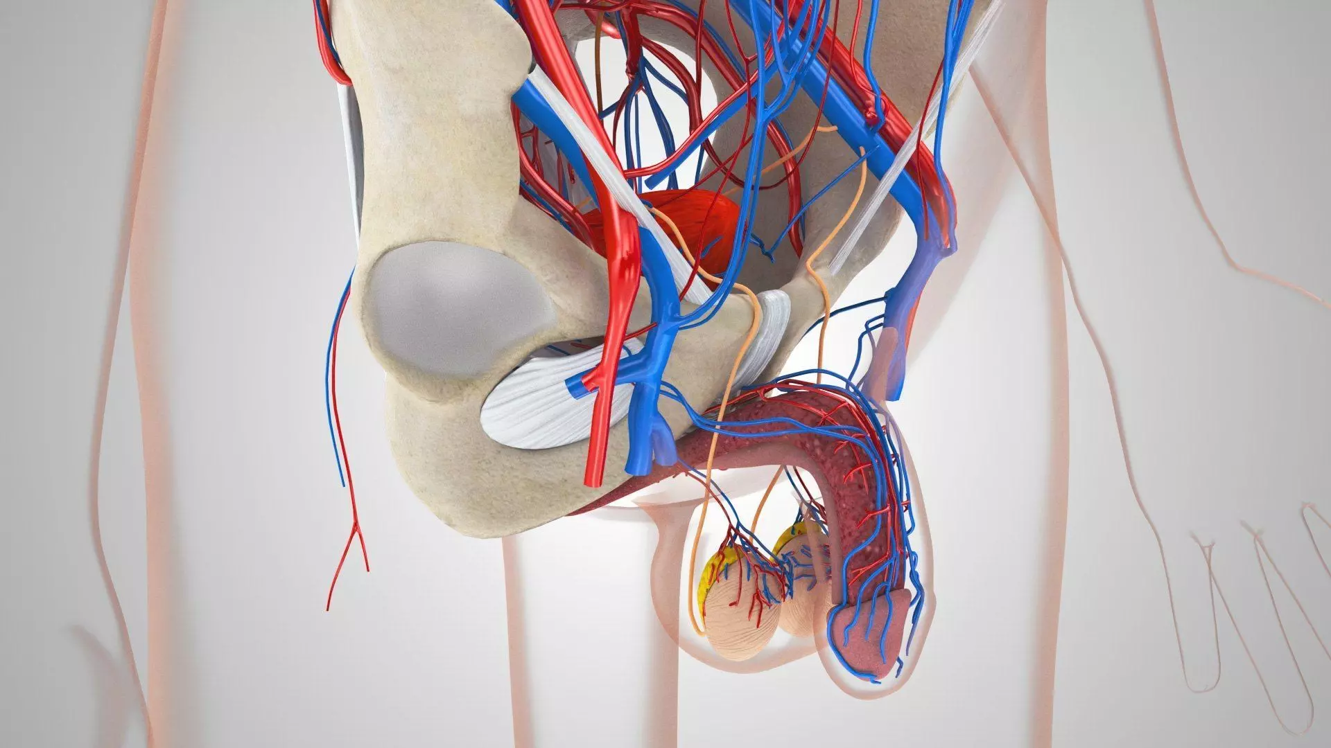 Complete Human Anatomy 3D model_28