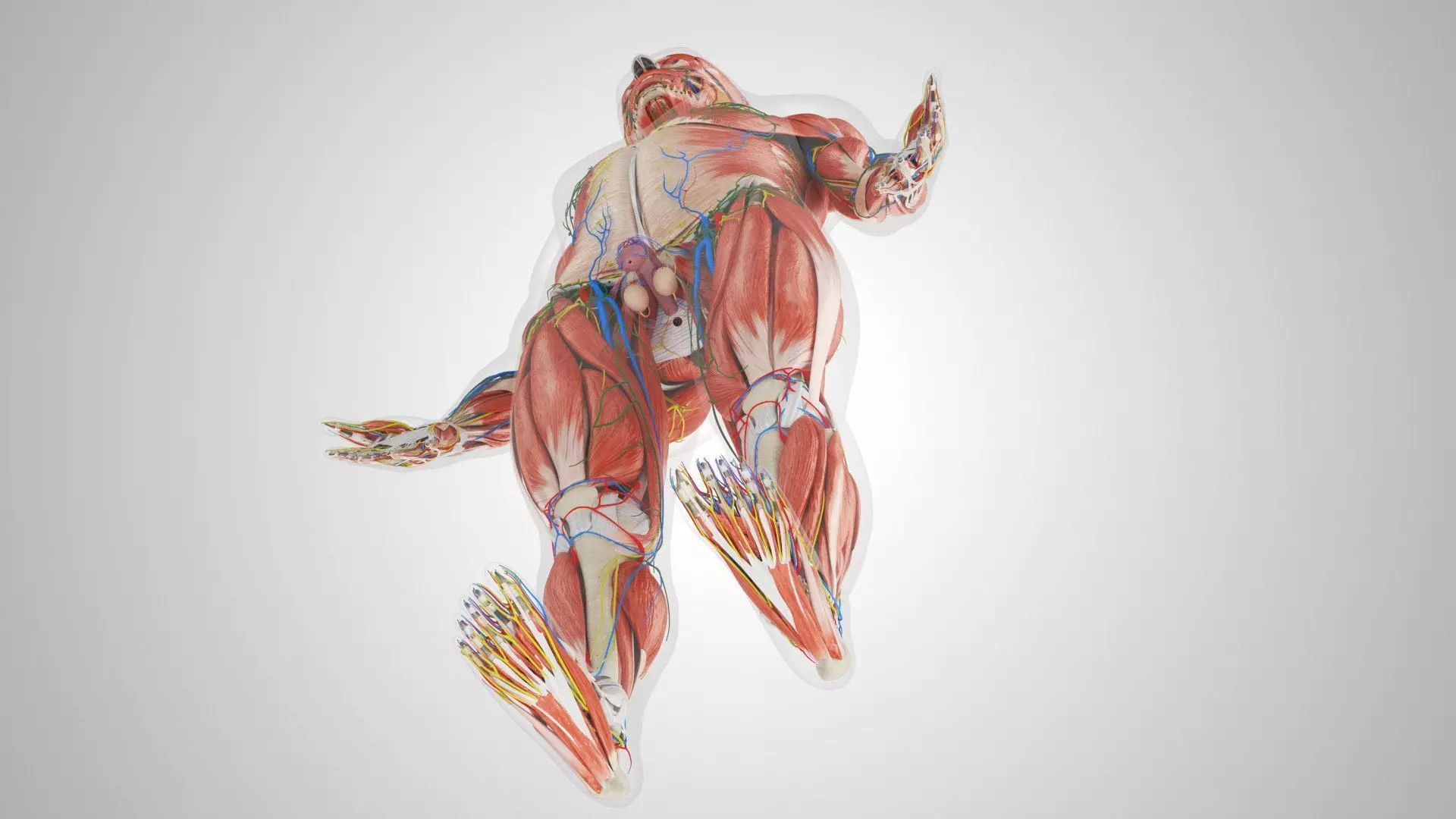 Complete Human Anatomy 3D model_48