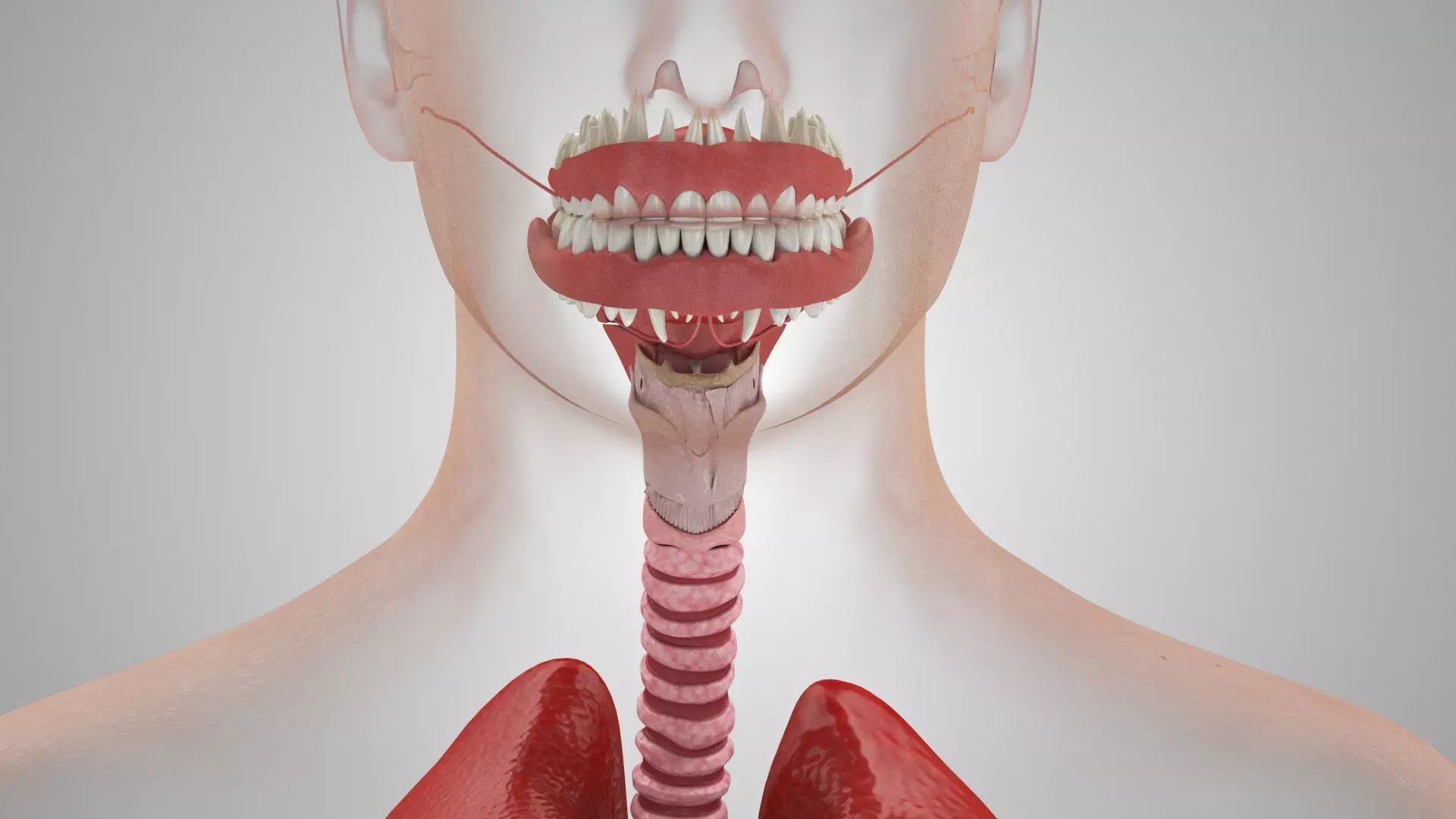 Complete Human Anatomy 3D model_26