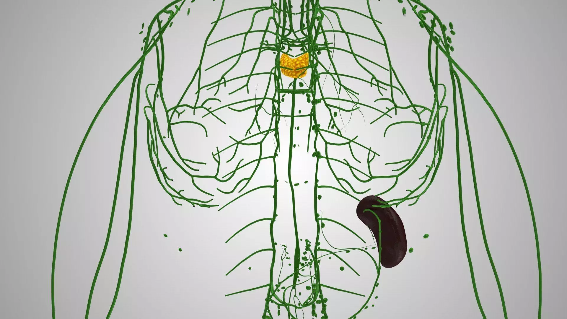 Complete Human Anatomy 3D model_65