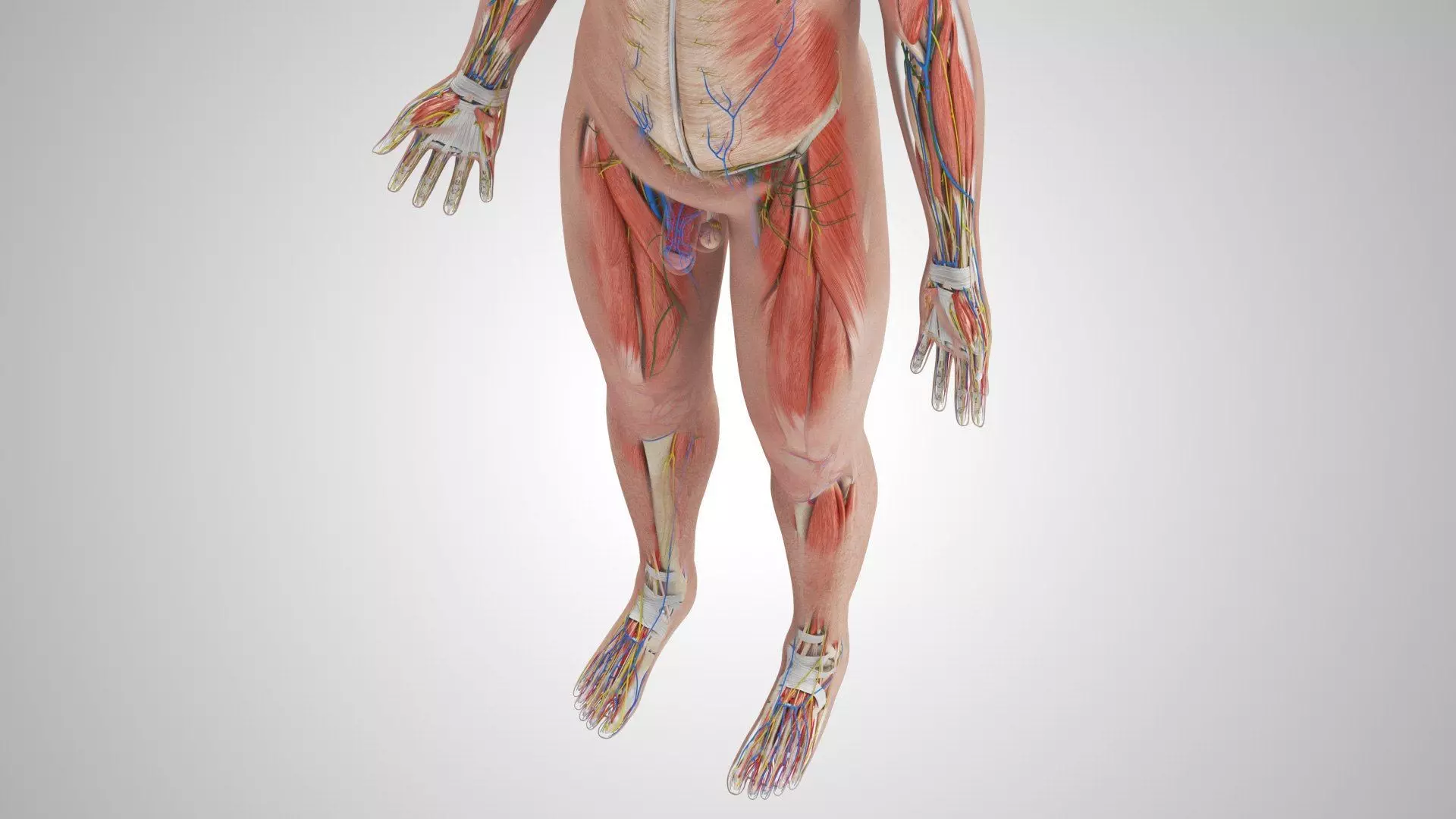 Complete Human Anatomy 3D model_51