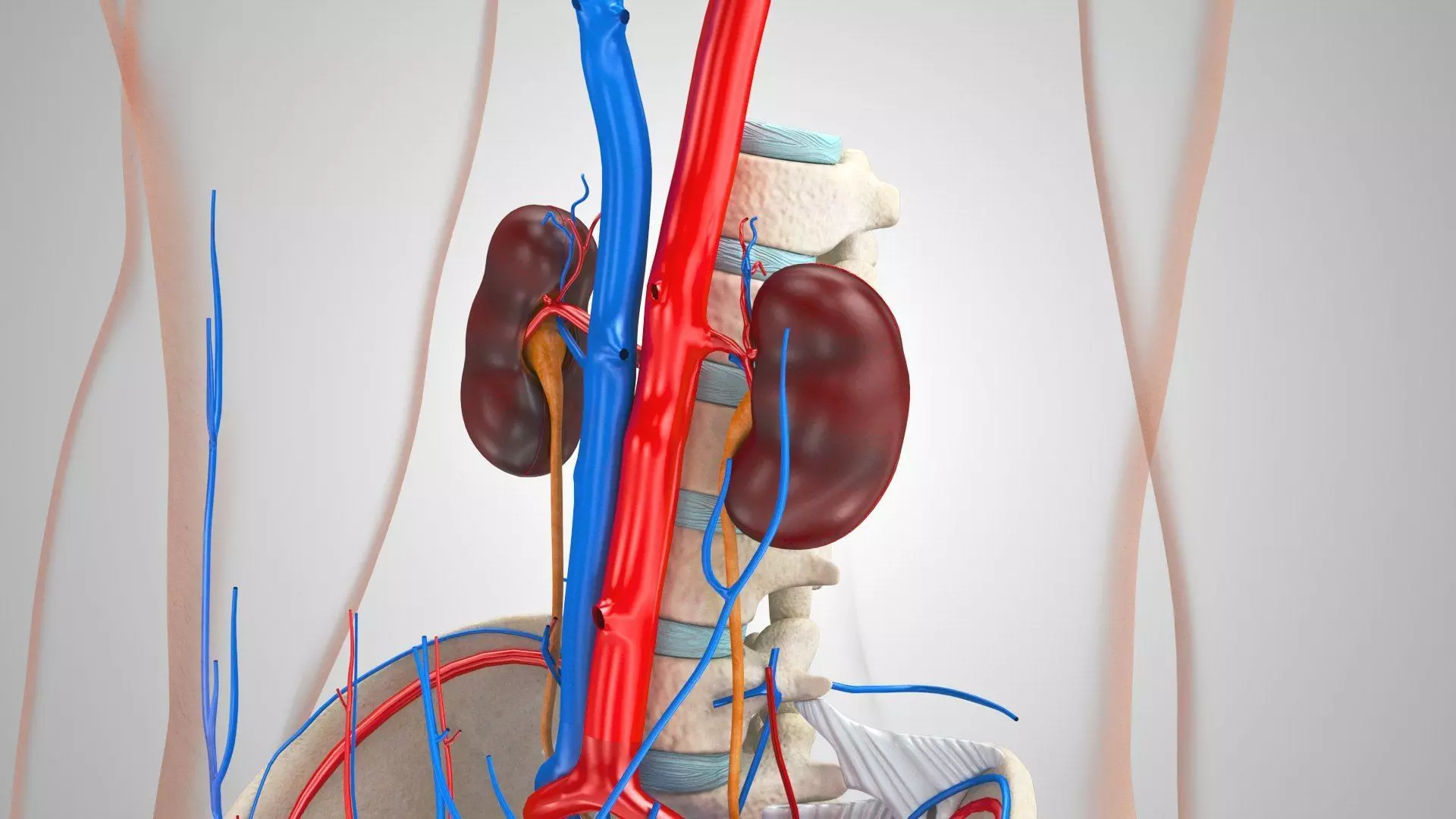 Complete Human Anatomy 3D model_23