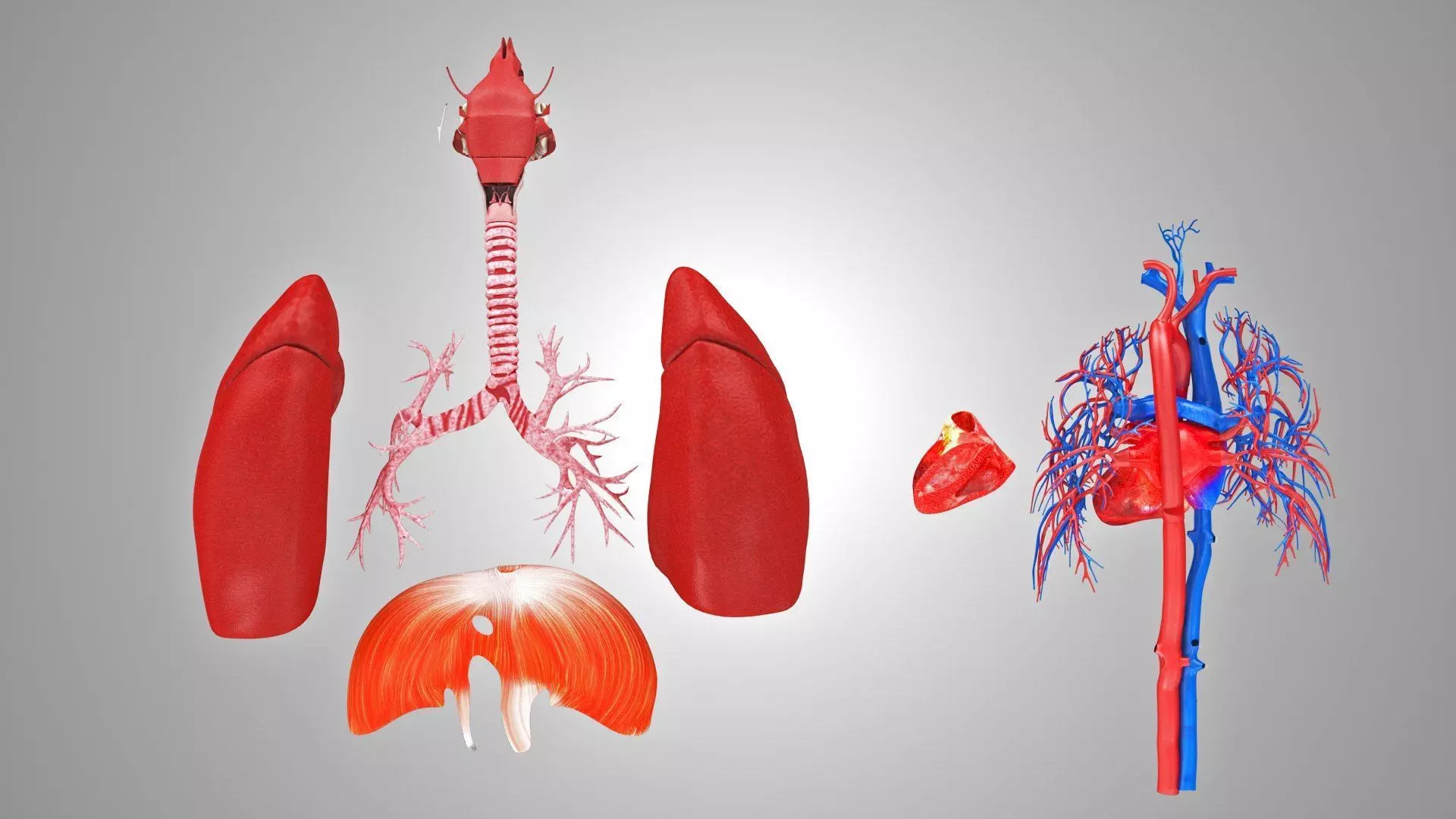 Complete Human Anatomy 3D model_24