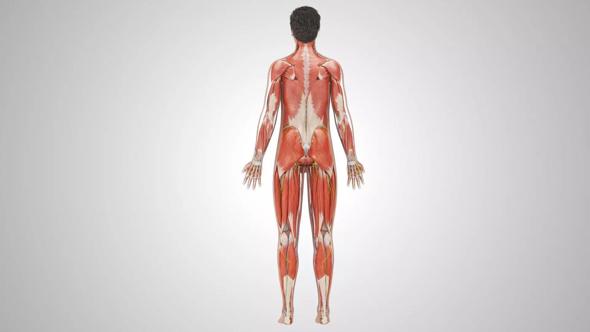 Complete Human Anatomy 3D model_40