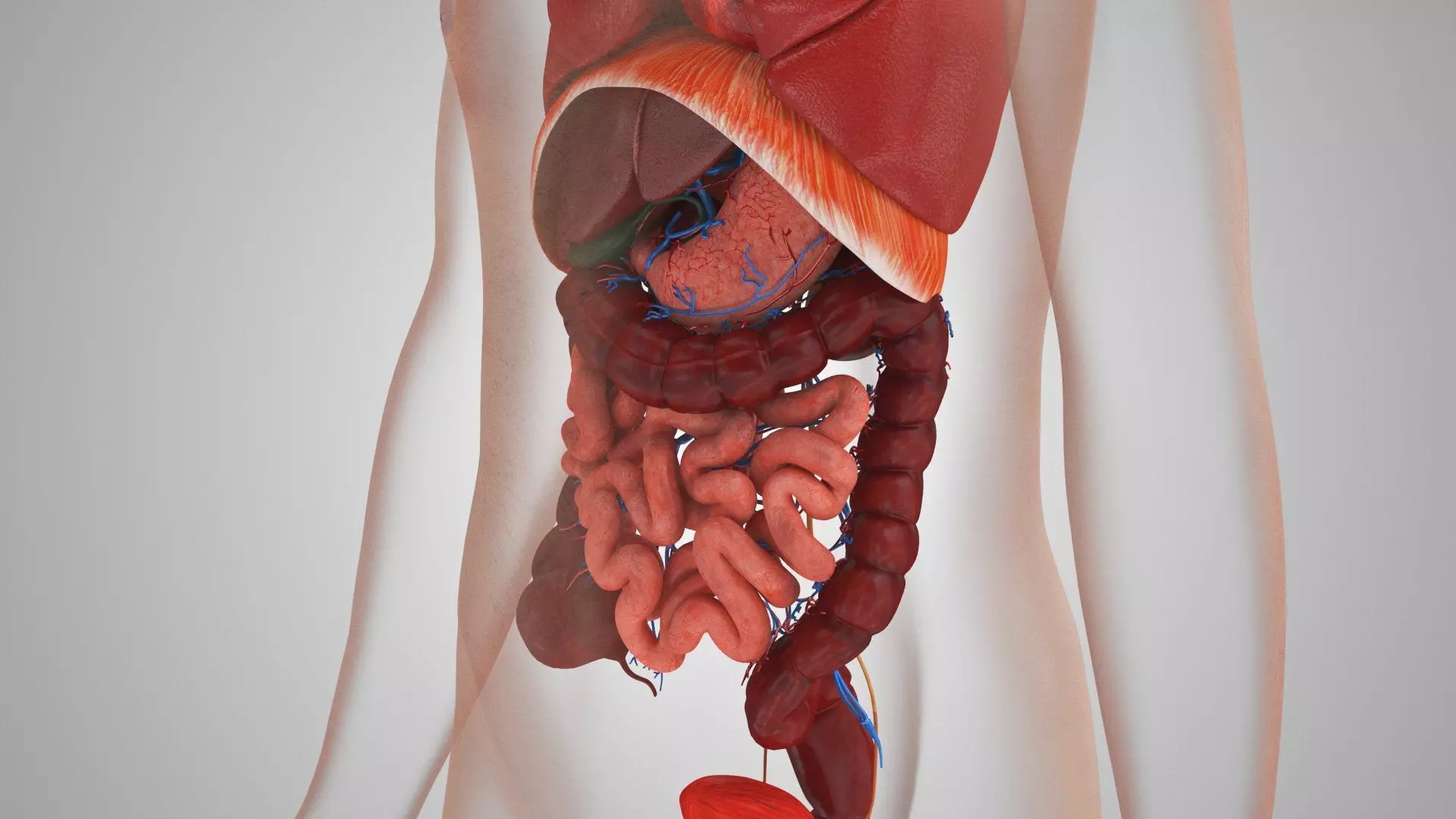 Complete Human Anatomy 3D model_21