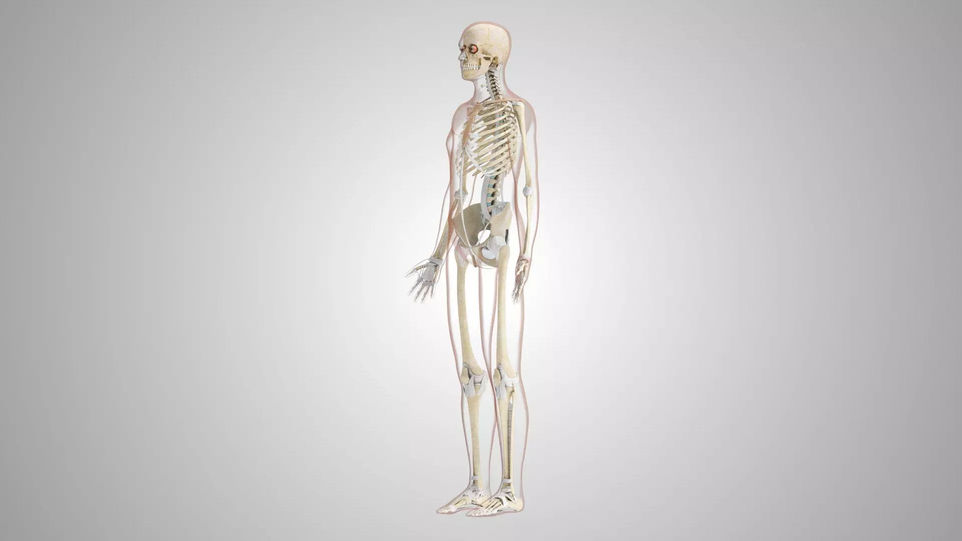 Complete Human Anatomy 3D model_71