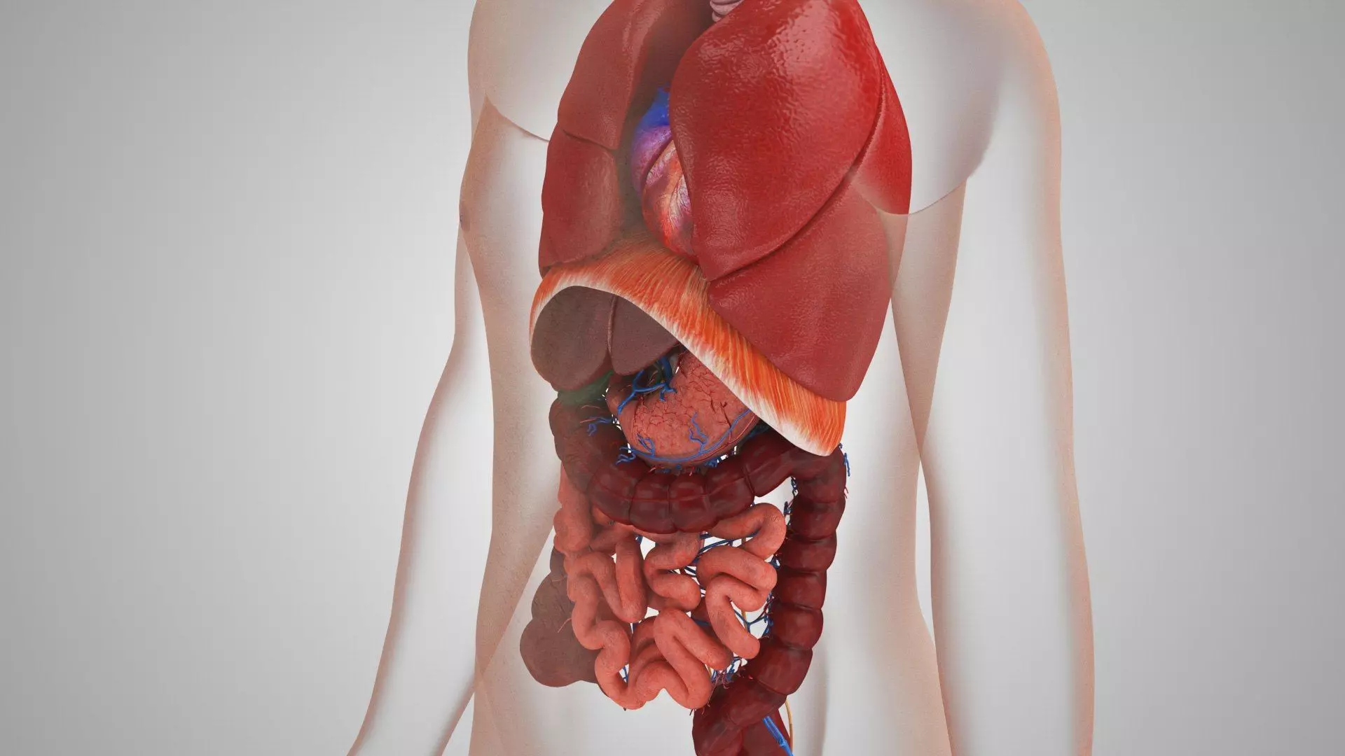 Complete Human Anatomy 3D model_16