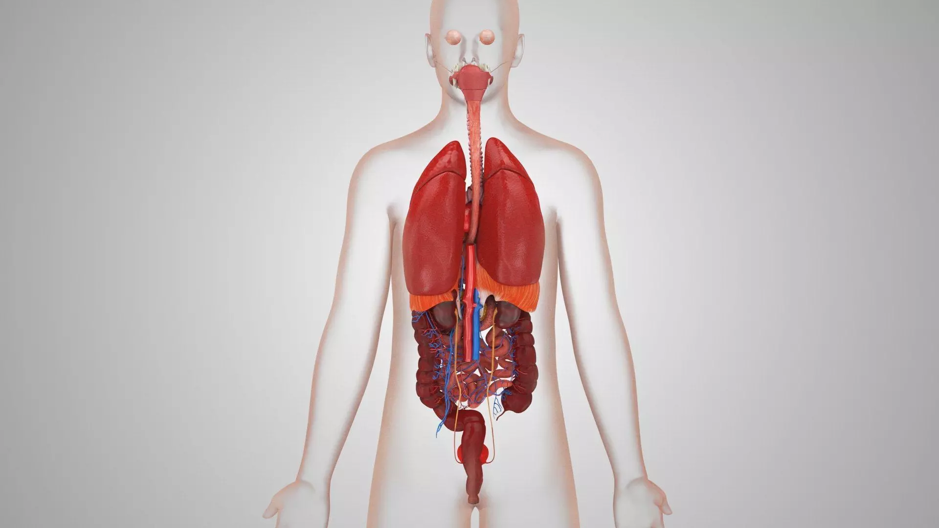 Complete Human Anatomy 3D model_20