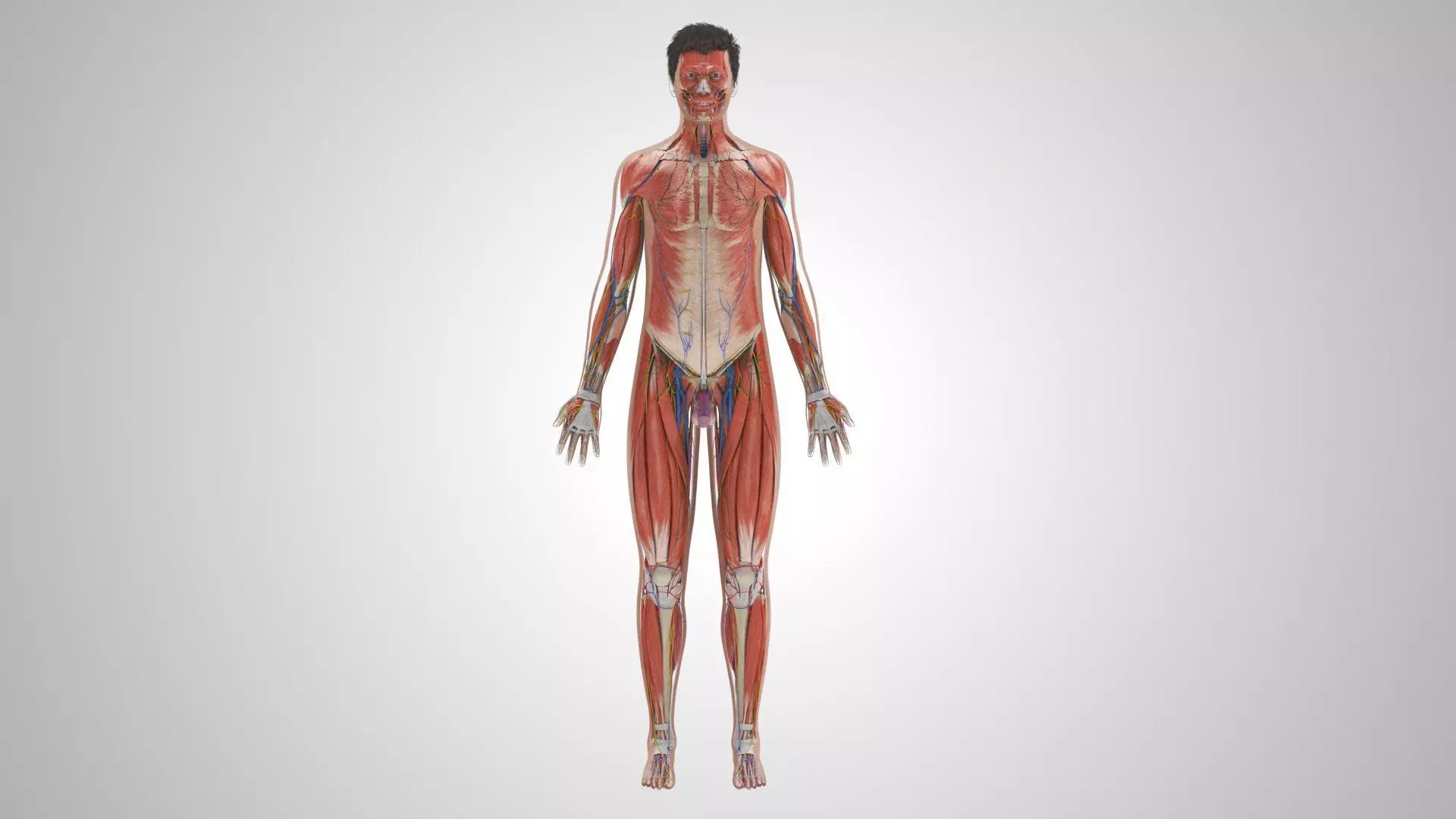 Complete Human Anatomy 3D model_32