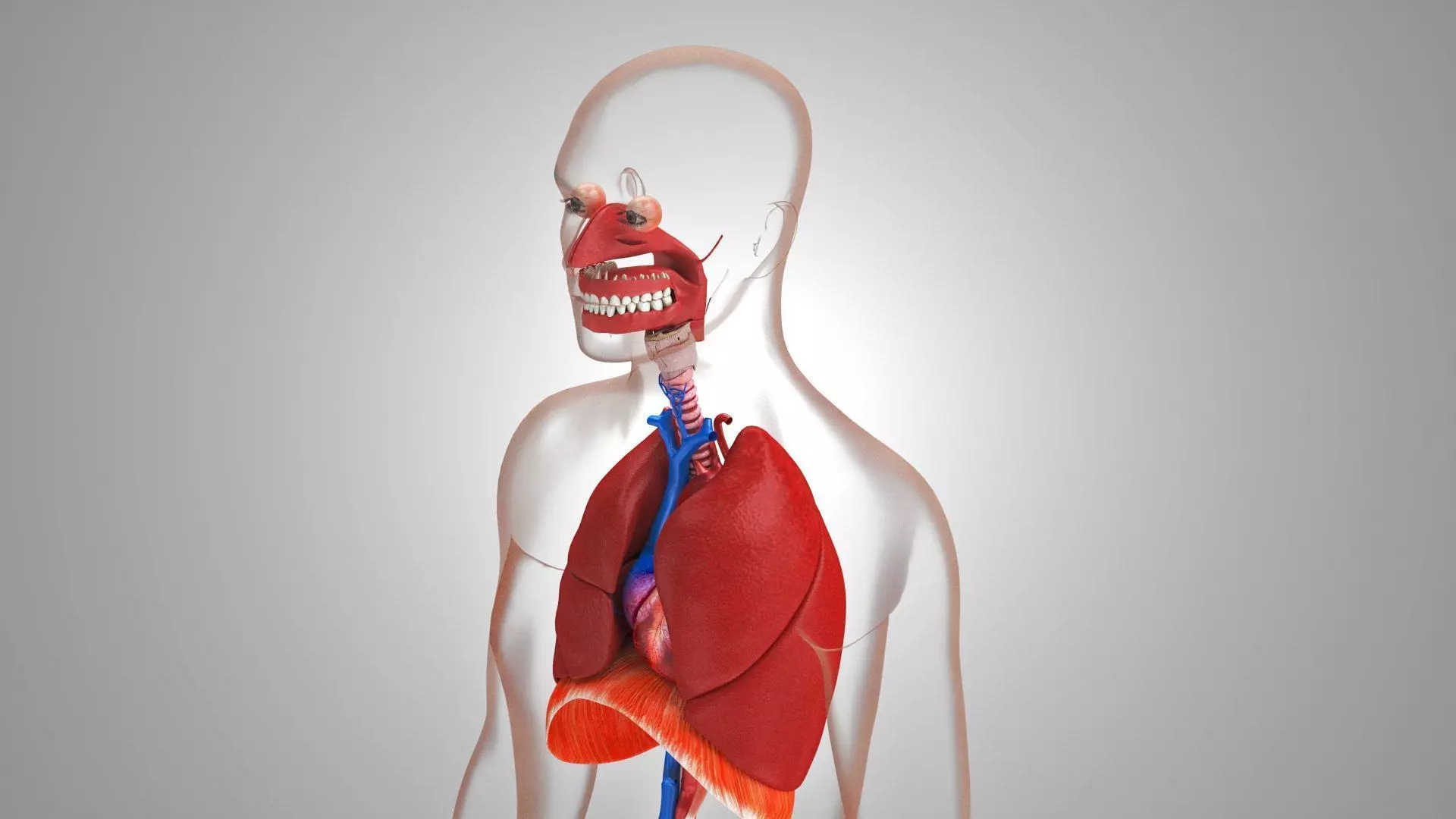 Complete Human Anatomy 3D model_10