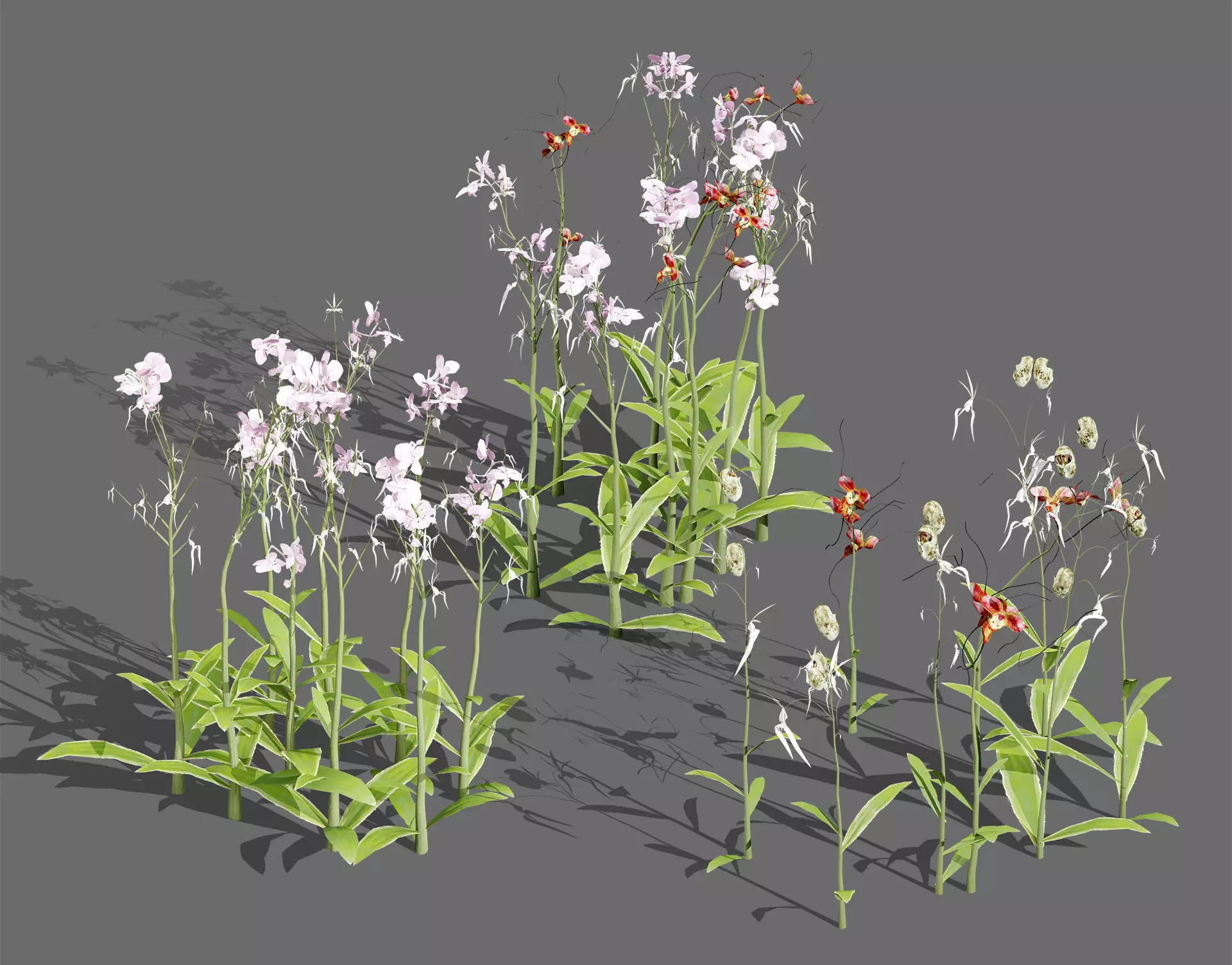 Ghost Orchid 3D Model Low-poly 3D model_0