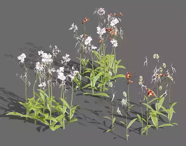 Ghost Orchid 3D Model Low-poly 3D model