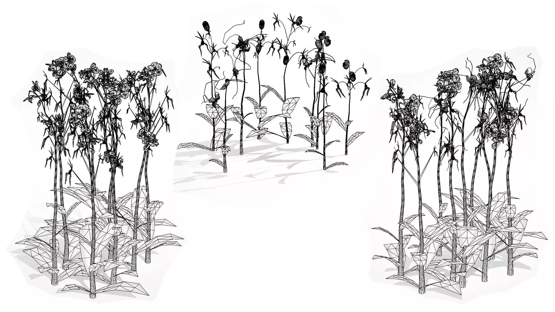 Ghost Orchid 3D Model Low-poly 3D model_10