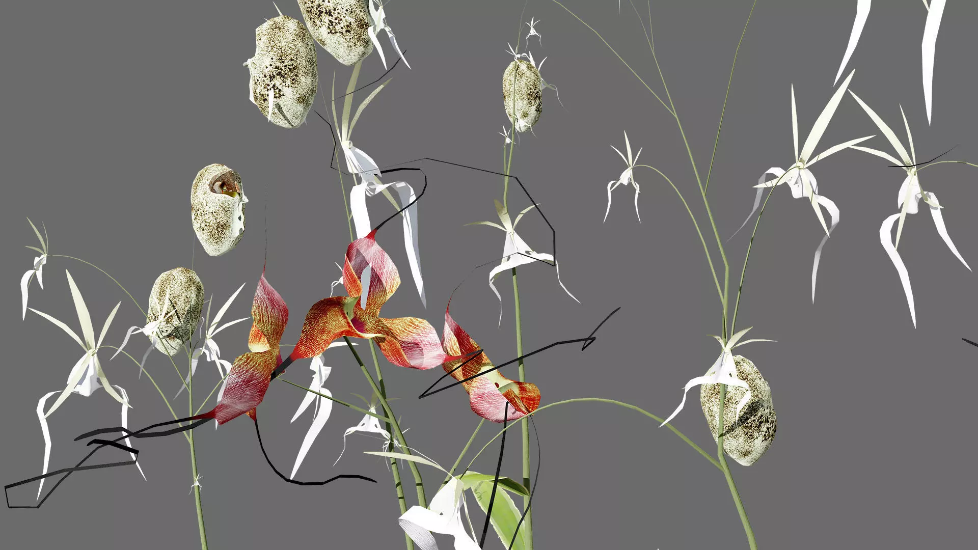 Ghost Orchid 3D Model Low-poly 3D model_7