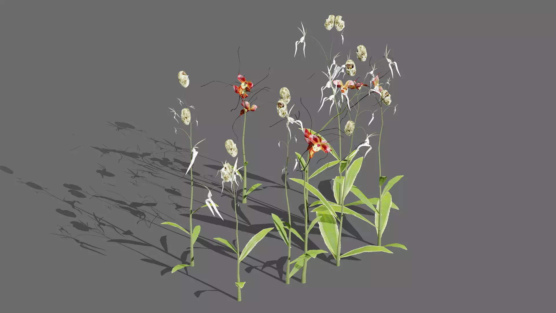 Ghost Orchid 3D Model Low-poly 3D model_6