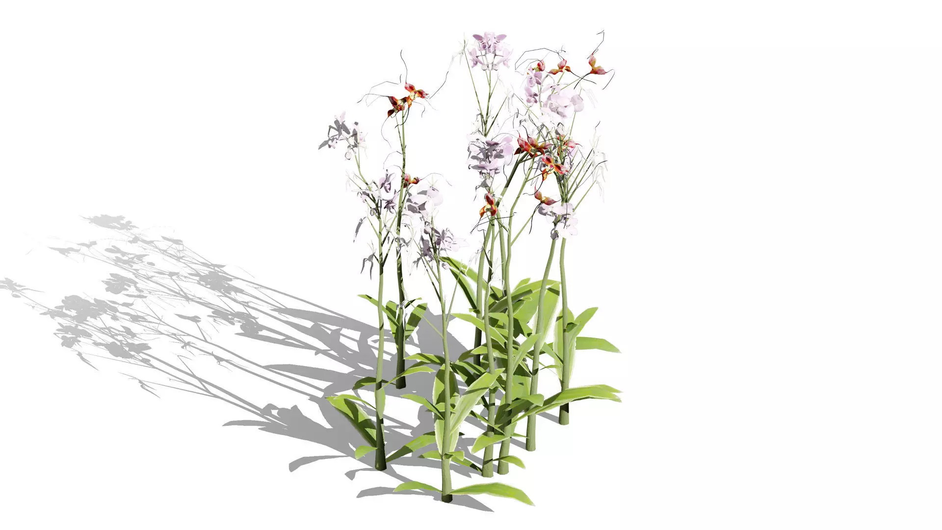 Ghost Orchid 3D Model Low-poly 3D model_4