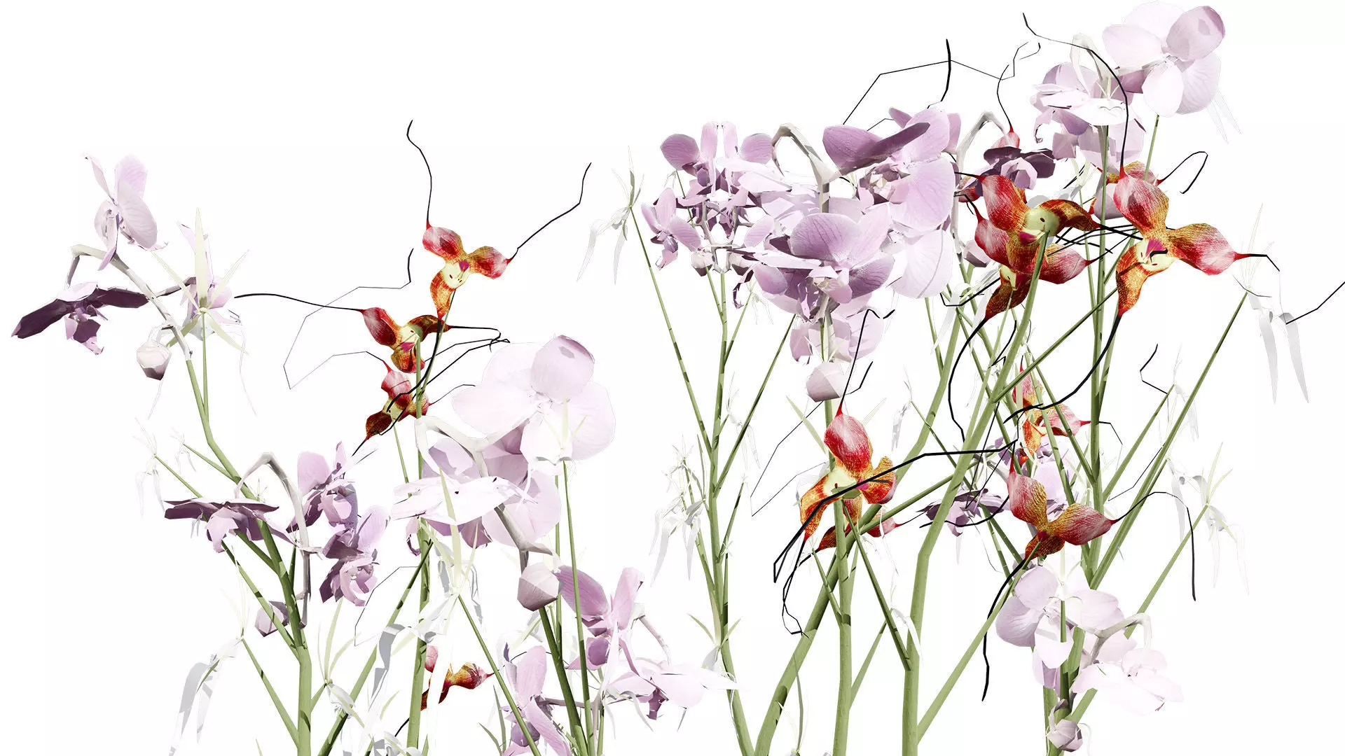 Ghost Orchid 3D Model Low-poly 3D model_5