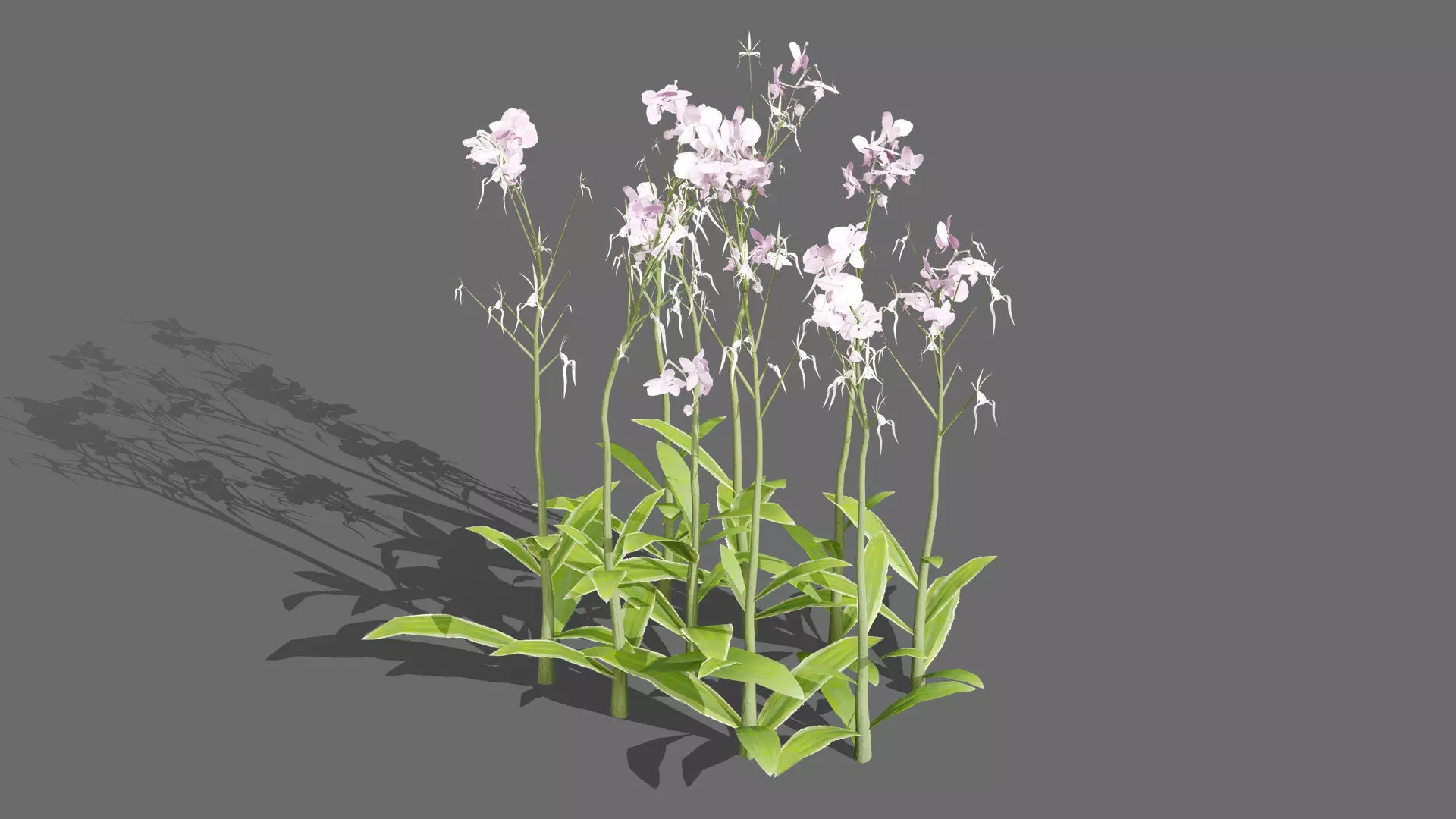 Ghost Orchid 3D Model Low-poly 3D model_2