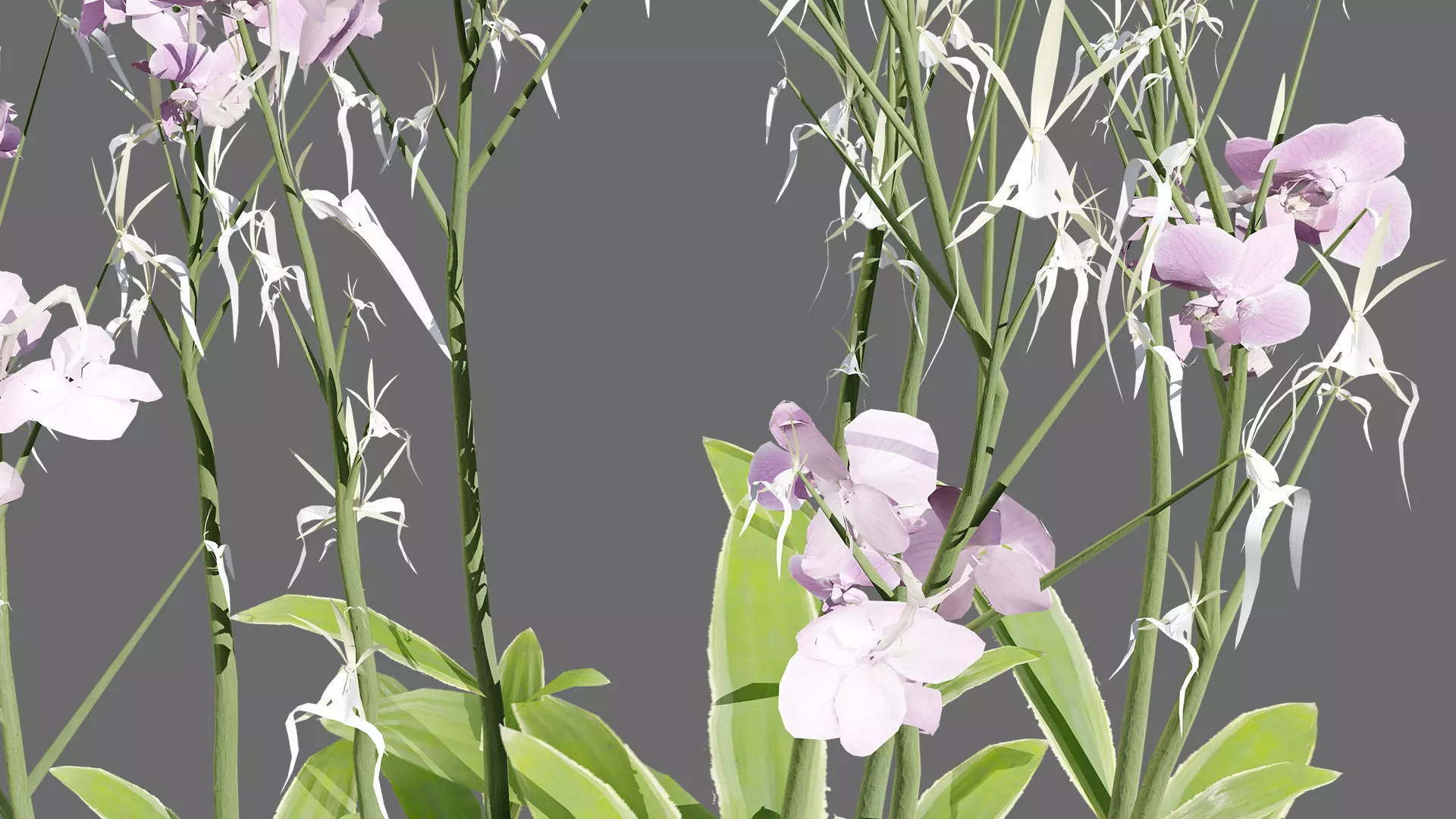 Ghost Orchid 3D Model Low-poly 3D model_3