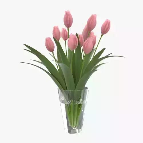Flower Tulip in Vase